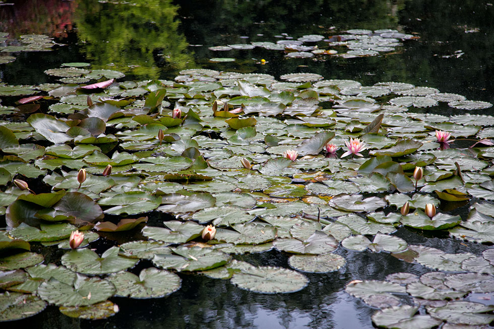 Workshop: 3-day photography tour “Monet’s Gardens” and a day in Paris